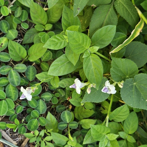 Asystasia intrusa observed 2026-09-13