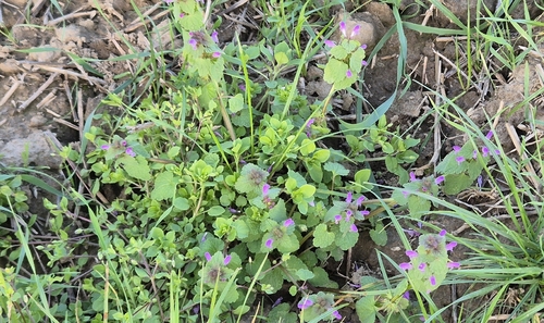 red deadnettle