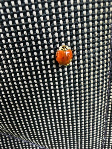 Asian Lady Beetle