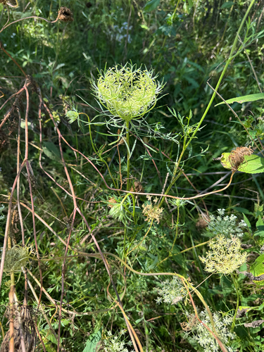 wild carrot