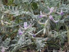 Astragalus leucolobus