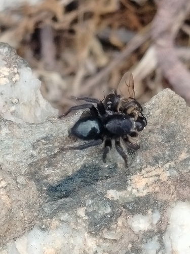 Phlegra nitidiventris