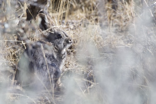 Pygmy Rabbit