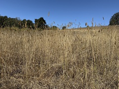 Phalaris aquatica