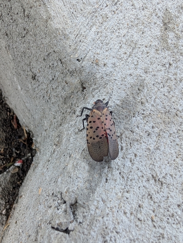 Spotted Lanternfly