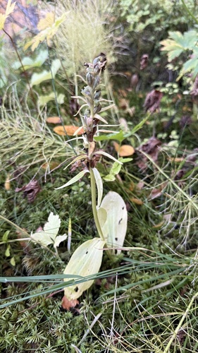Dactylorhiza viridis, 2026-09-18