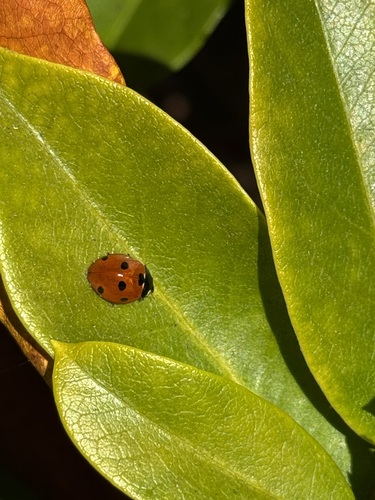 Seven-spotted Lady Beetle