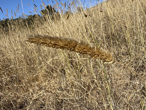Phalaris aquatica, photograph 1