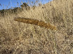 Phalaris aquatica, photograph (c) carsley, some rights reserved (CC BY)