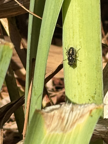 Common Lagoon Fly