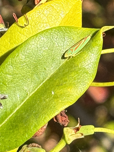 Rhododendron Leafhopper