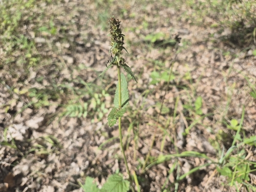 common hedge-nettle