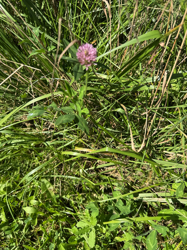 Red Clover