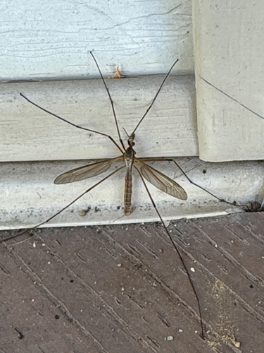 European Crane Fly