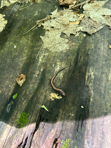 Eastern Red-backed Salamander