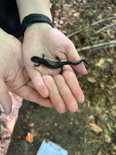 Blue-spotted Salamander