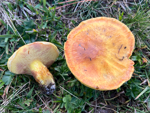 Larch Bolete