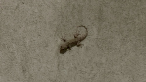 Moorish Gecko