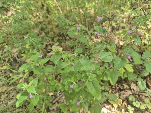 Wild Basil