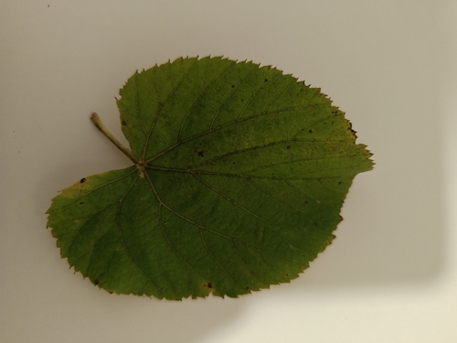 Little-leaf Linden