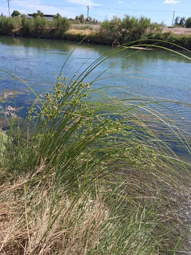 tall flatsedge