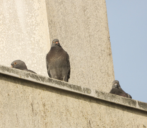 Rock Pigeon