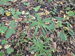 Polygonatum verticillatum