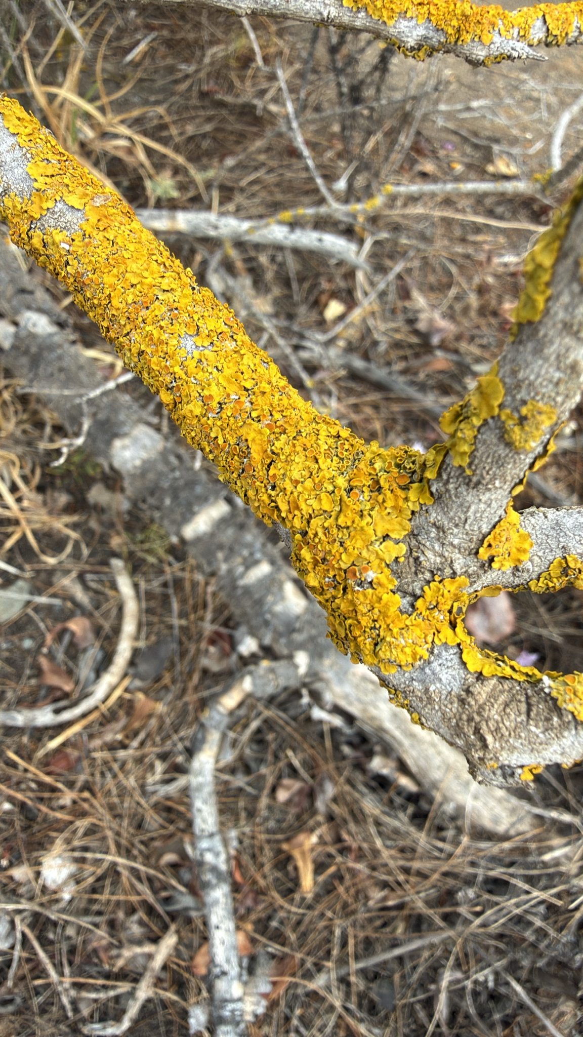 Xanthoria parietina