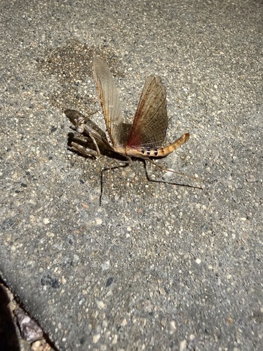 California Mantis