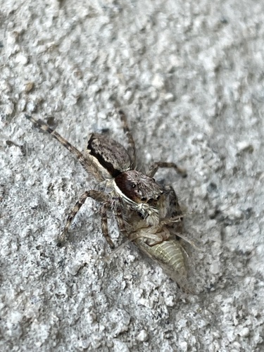 Gray Wall Jumping Spider