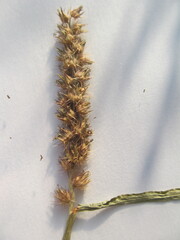 Cenchrus echinatus, photograph (c) zebedeugalinha, some rights reserved (CC BY)