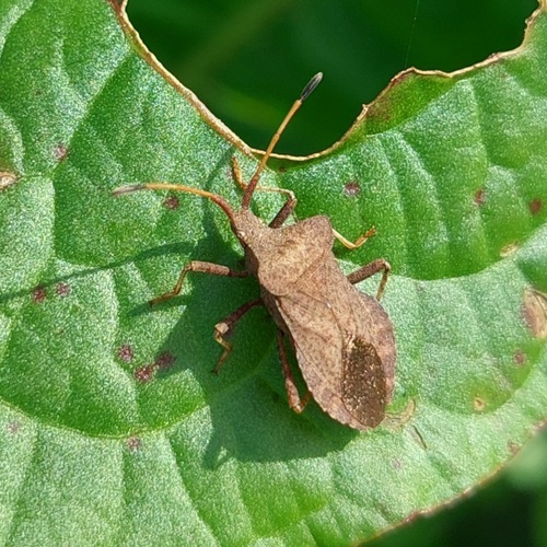Dock Bug