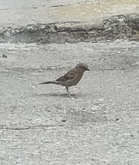 Passer domesticus