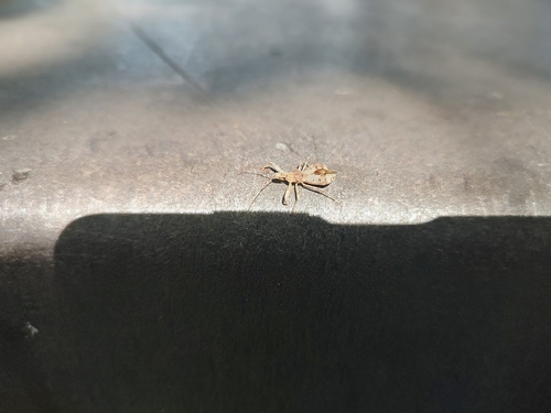 Acholla multispinosa