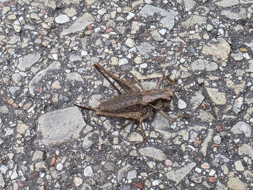 Dark Bush-cricket