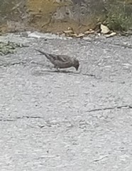 Passer domesticus