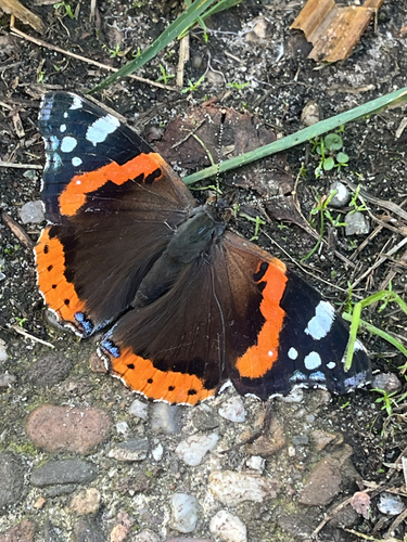 Red Admiral