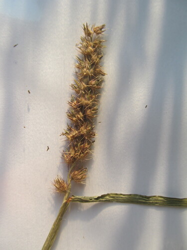 Cenchrus echinatus, photograph 1