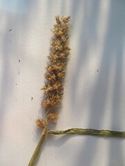 Cenchrus echinatus