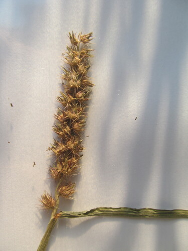 Cenchrus echinatus, photograph 2