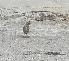 Passer domesticus