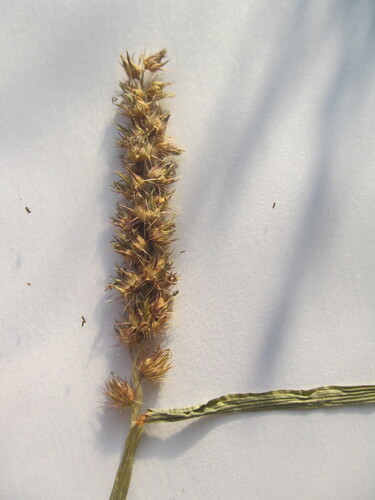 Cenchrus echinatus, photograph 3