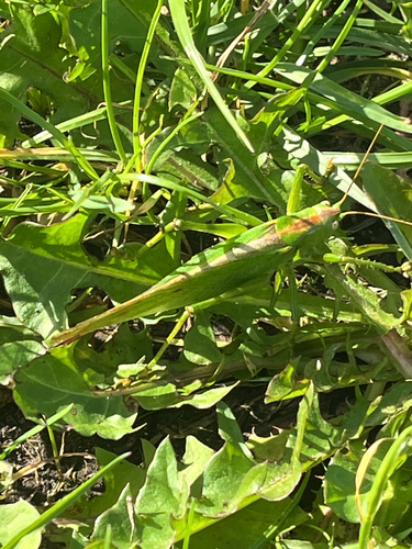 Great Green Bush-cricket