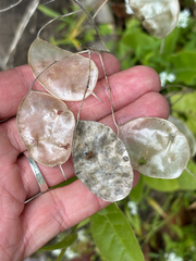 (c) Jose Gutierrez Higa, some rights reserved (CC BY) Lunaria annua, photograph (c) Jose Gutierrez Higa, some rights reserved (CC BY)