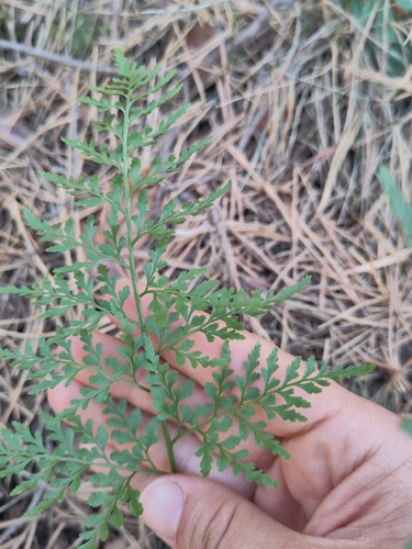 Asplenium cuneifolium, 2026-09-16