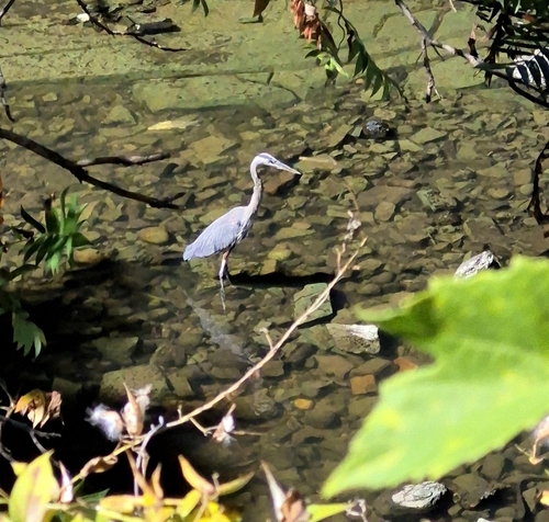 Great Blue Heron