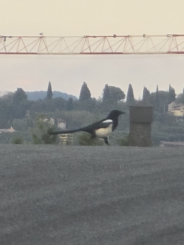 Eurasian Magpie