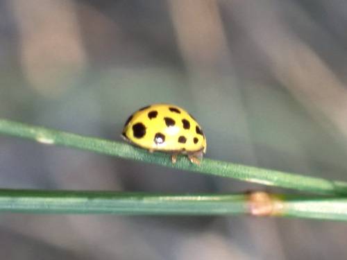 22-spot Ladybird