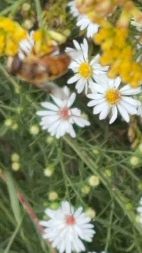 Common Drone Fly