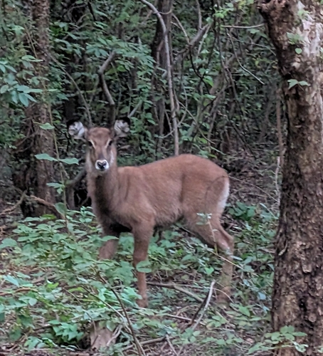 Waterbuck